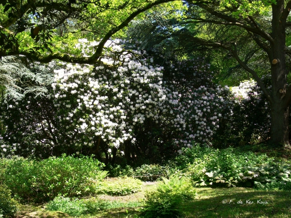 Bois des Moutiers (246) Mai 2012